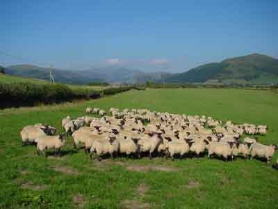 store lambs